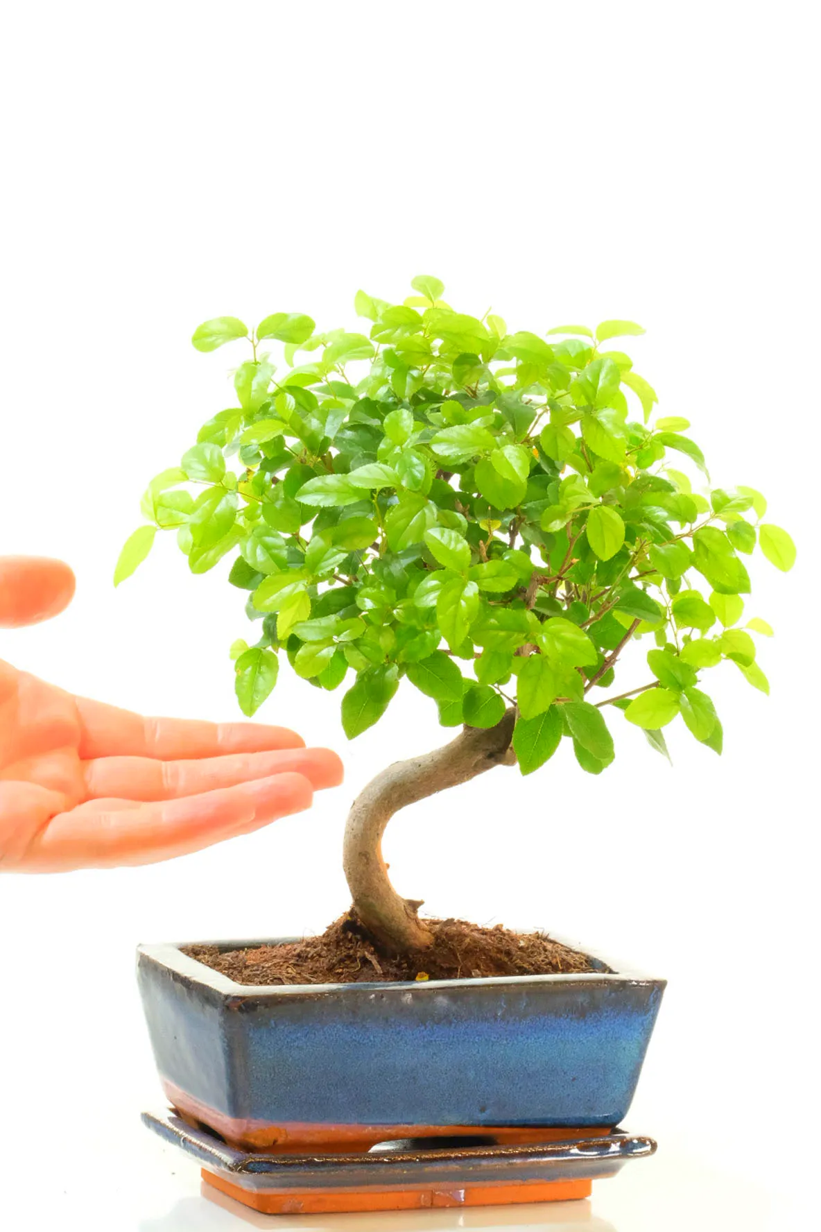 Orchard-Style Fruiting Chinese Sweet Plum Indoor Bonsai Tree for Beginners | Perfect Starter Bonsai