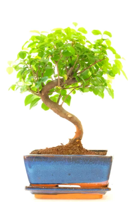 8-Year-Old Sageretia theezans (Chinese Sweet Plum) Bonsai Tree