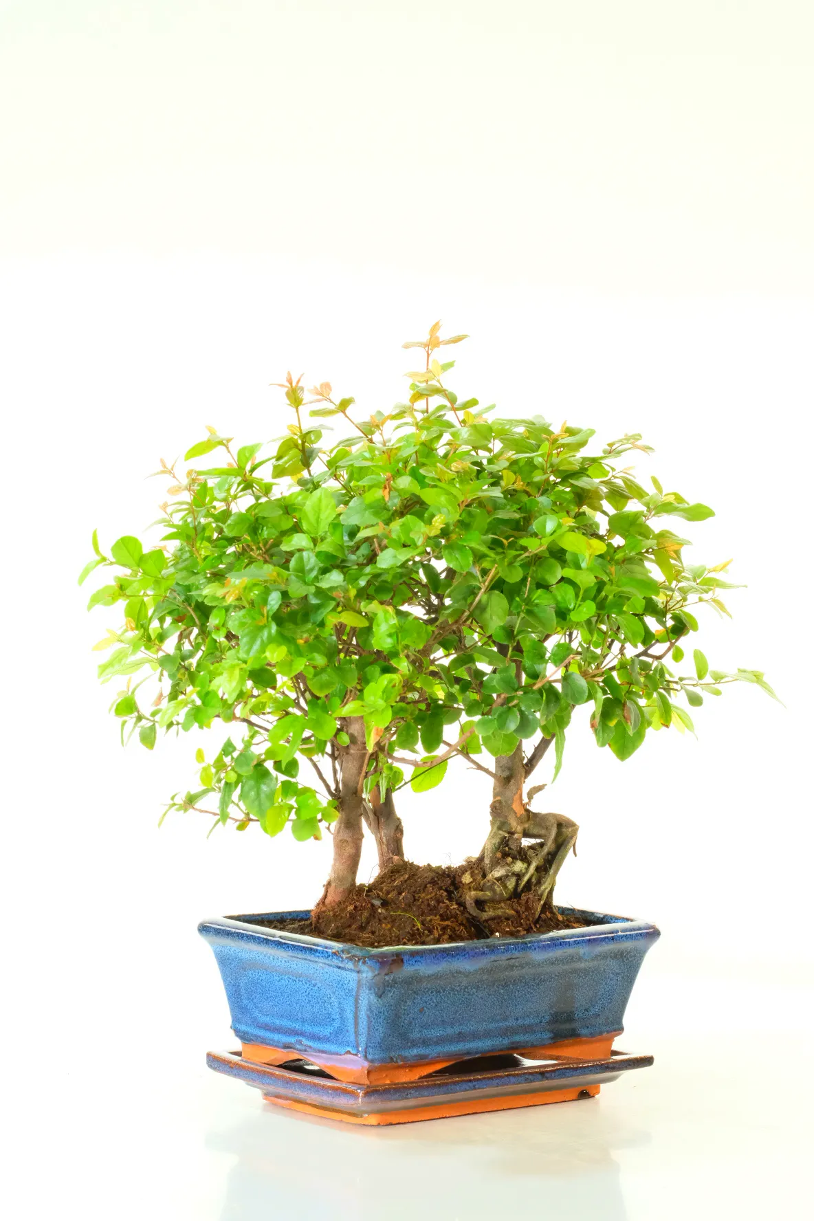 Fruiting indoor bonsai forest for beginners