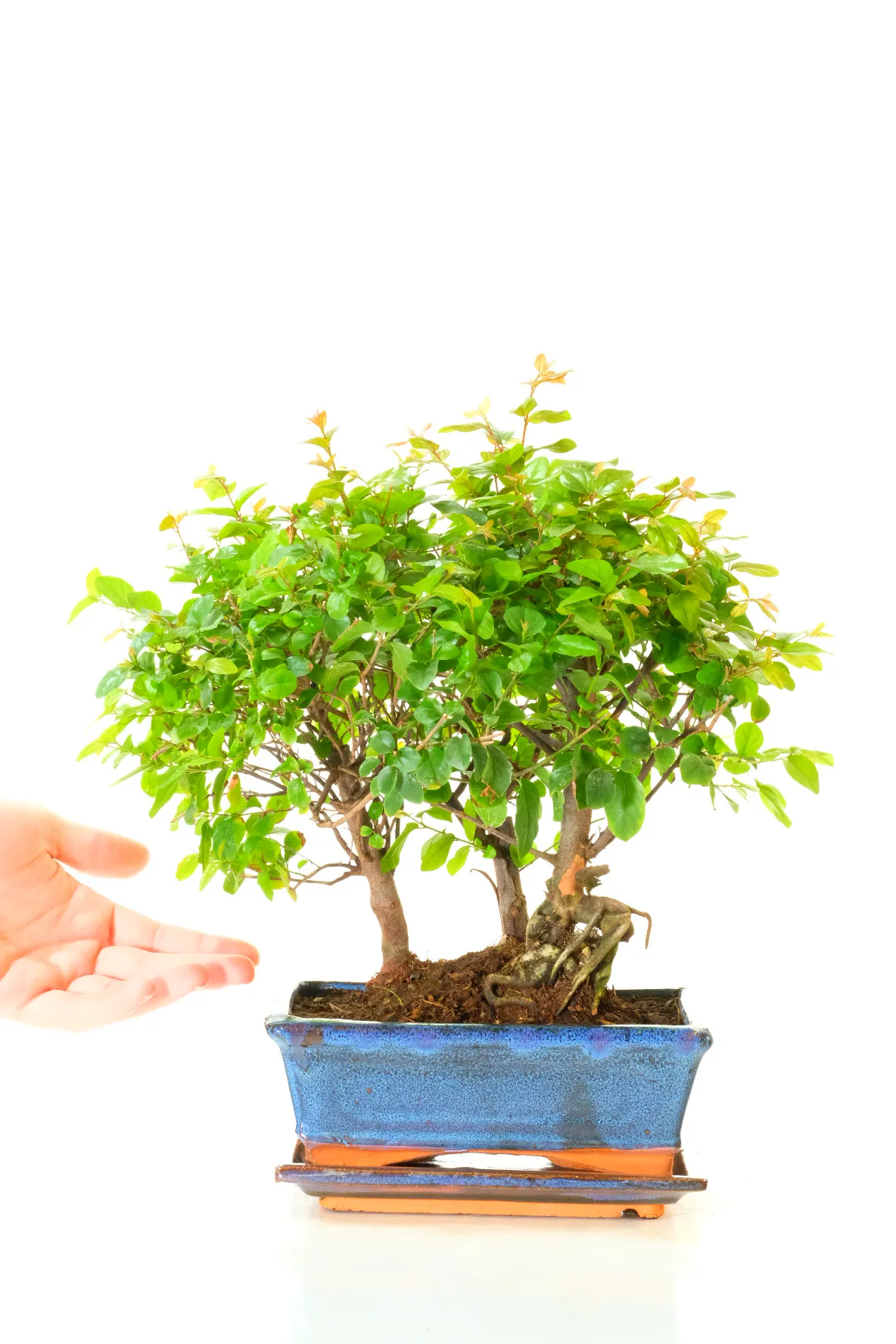 A Hand-Selected, Individually Photographed Sweet Plum Forest for Indoor Spaces