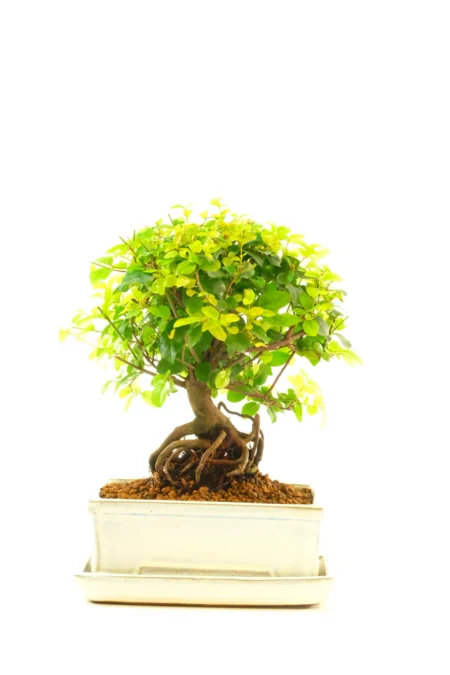 Premium Neagari Sweet Plum Bonsai