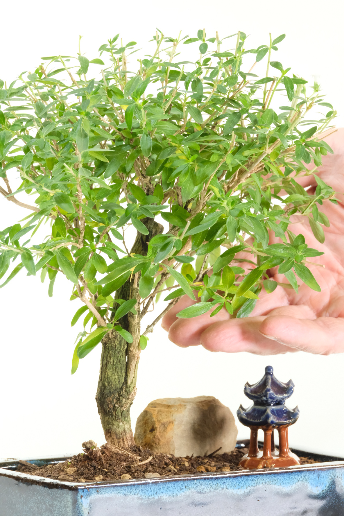 Serissa Bonsai with Temple | Tree of a Thousand Stars in Traditional Blue Pot