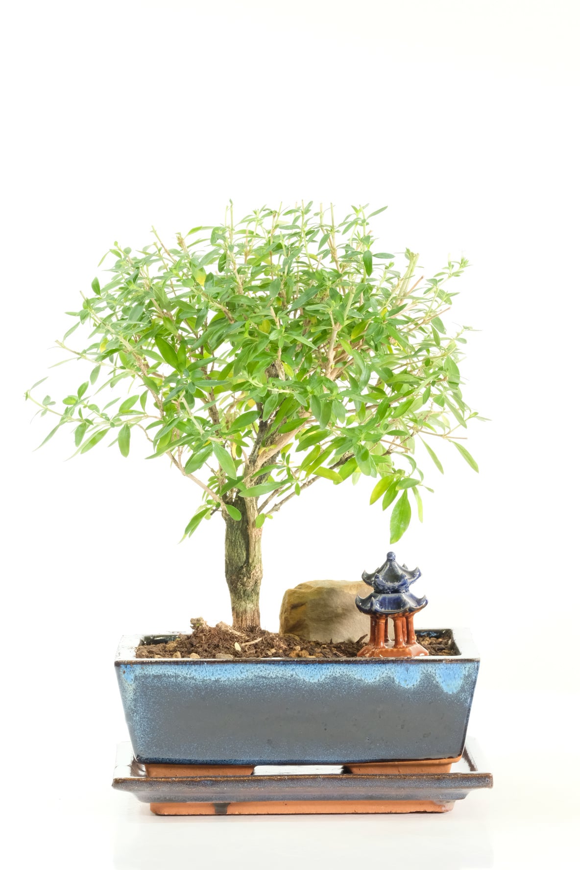 Serissa Foetida Bonsai & Mini Temple | Starry Summer Blooms