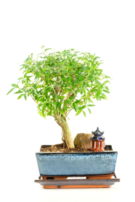 Flowering Orchard Style Serissa foetida Bonsai Tree (Tree of a Thousand Stars)