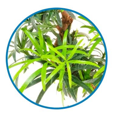 Podocarpus bonsai | Buddist Pine Bonsai