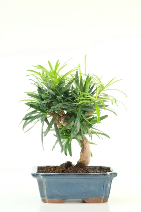 10-Year-Old Podocarpus Buddhist Pine Bonsai Tree | Elegant Evergreen Bonsai with Timeless Character