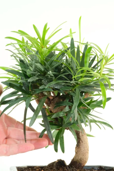 Podocarpus Buddhist Pine Bonsai Tree