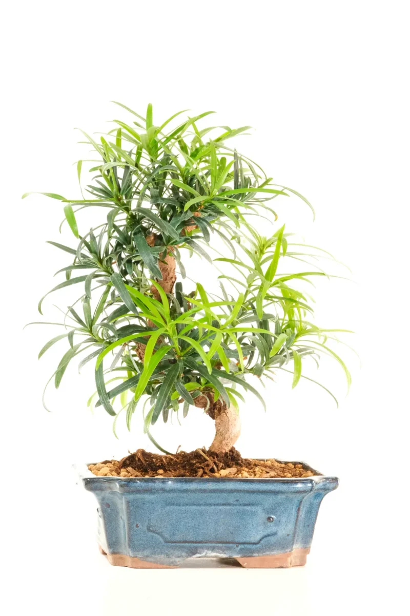 10-Year-Old Podocarpus Buddhist Pine Bonsai Tree | Elegant Evergreen Bonsai with Timeless Character
