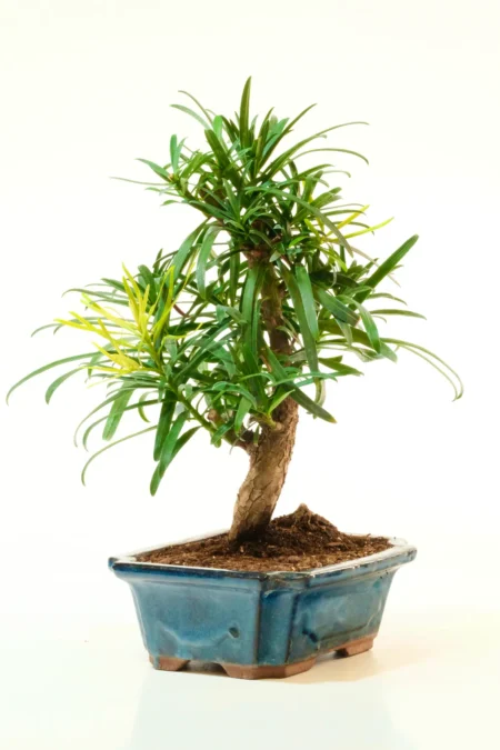 Lovely long slender leaves of the Podocarpus bonsai tree