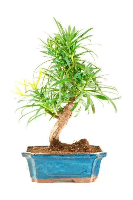 10-Year-Old Podocarpus Buddhist Pine Bonsai Tree | Powerful Informal Upright Evergreen