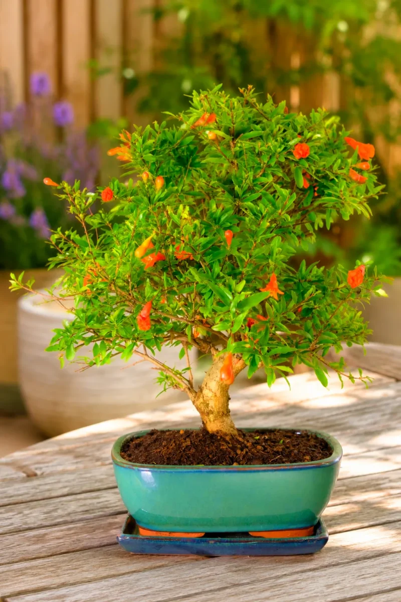 Pomegranate bonsai tree - grown by the experts at Bonsai Direct