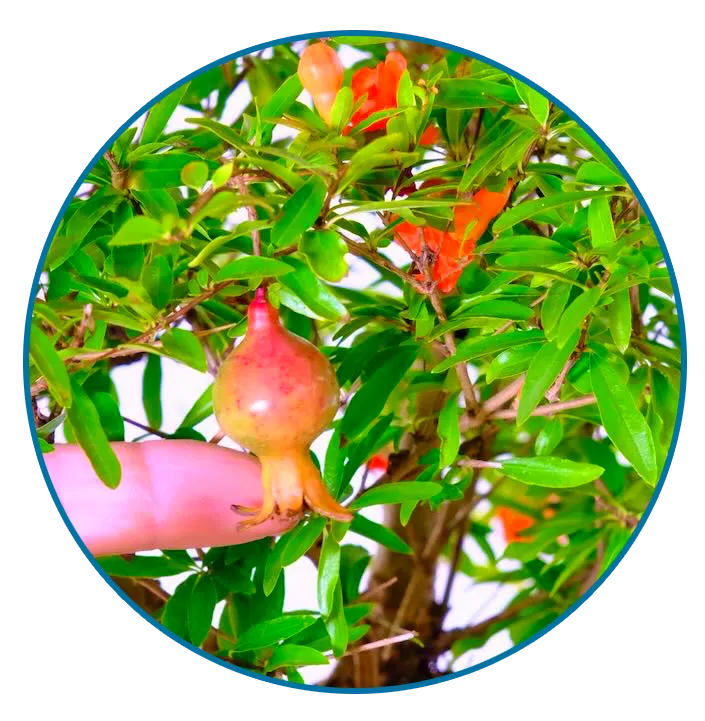 Close up of the fruit of the Pomegranate Bonsai Tree