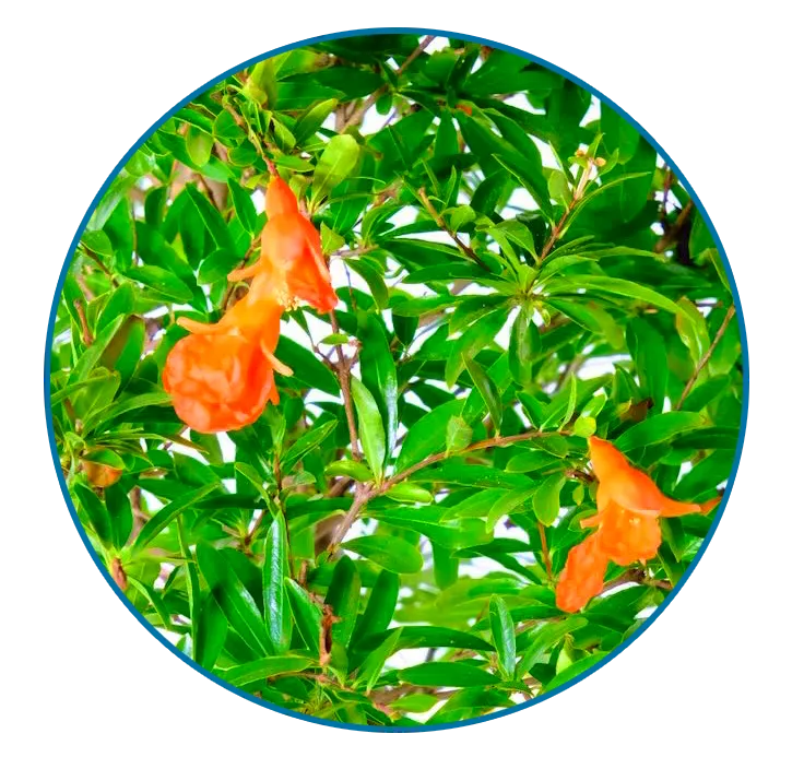 Pomegranate bonsai flowers - striking bright orange trumpets
