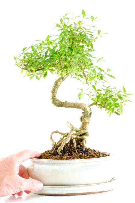 Buy this high quality bonsai with free delivery to London