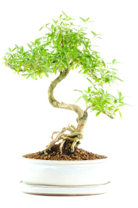 Artistic Tree of a Thousand Stars Bonsai | 14-Year-Old Serissa Bonsai - A Personal Favourite