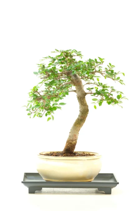 9-Year-Old Beginners Chinese Elm Bonsai - Remarkable Woodland Design - Neat & Compact