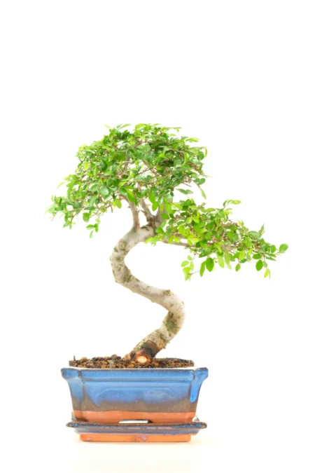 9 year old Chinese Elm (Ulmus parvifolia) Beginners Indoor Bonsai - Literati Style