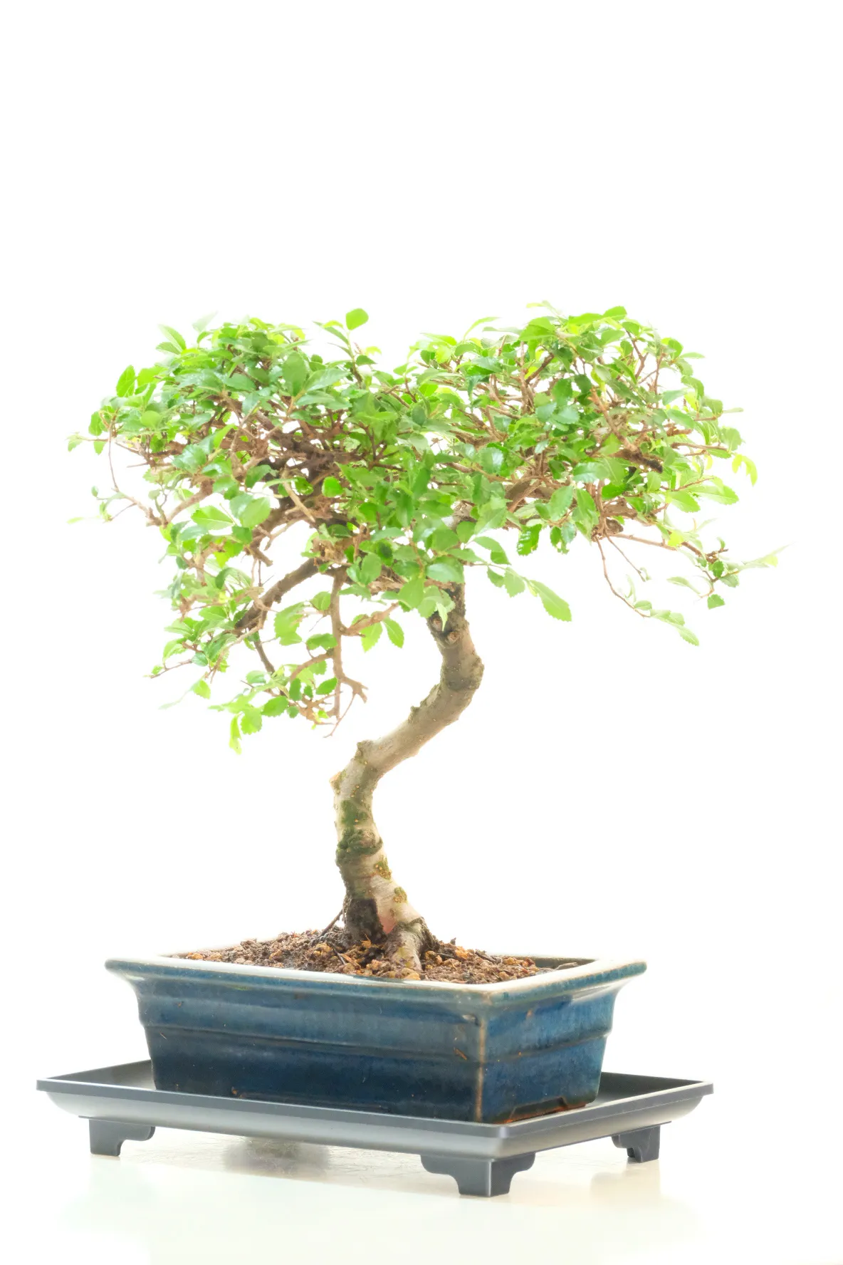 Comes potted in a blue ceramic pot with plastic humidity / drip tray | UK delivery is free to most areas!