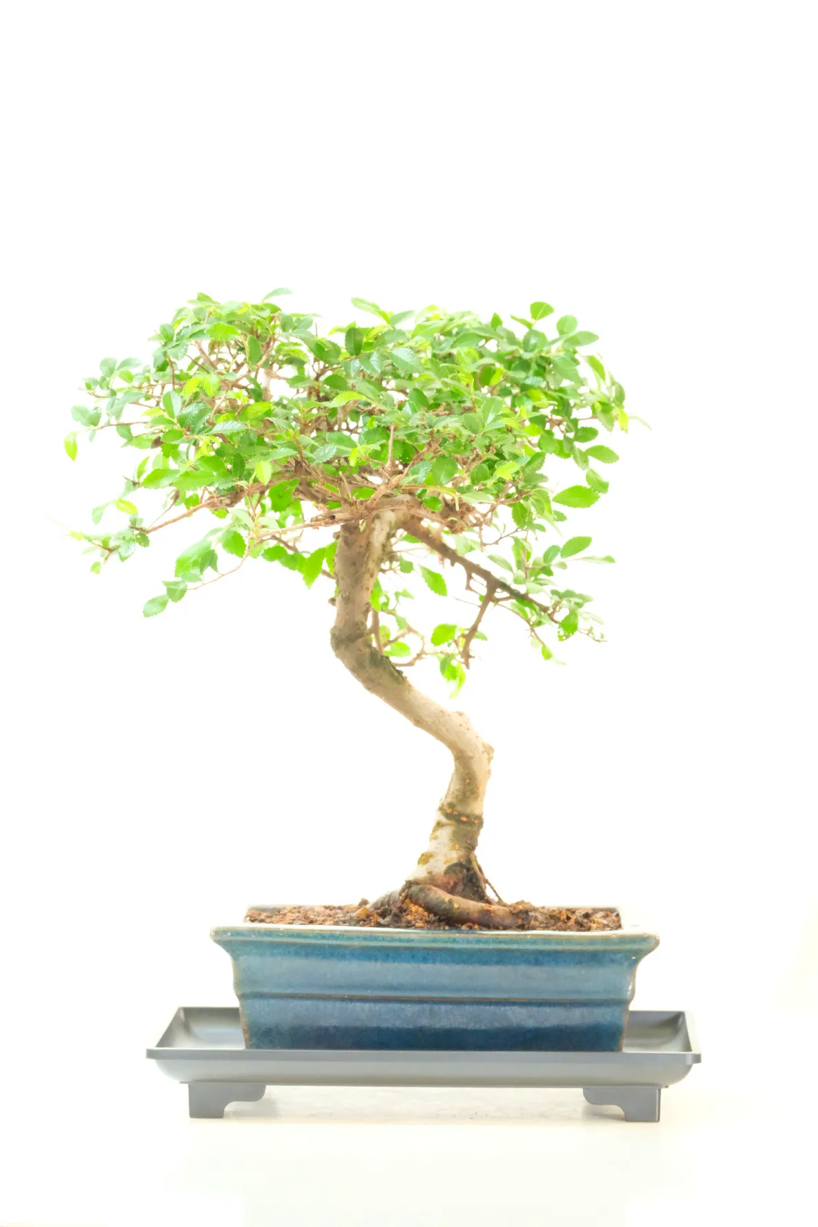 Serpentine Dwarf Chinese Elm Bonsai with Pretty Literati-Styling