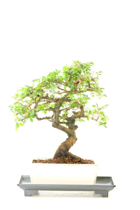 Uniquely Styled Indoor Chinese Elm Bonsai with Shapely Trunk