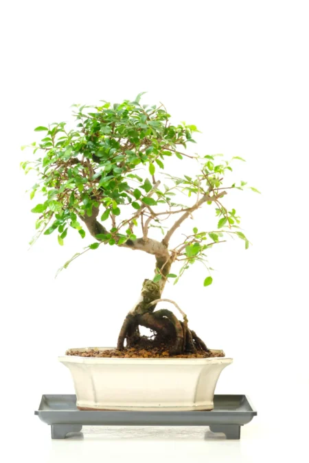 Premium Twisting Chinese Elm Bonsai – Cream Pot | 12 years
