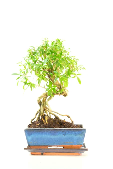 Shapely Tree of a Thousand Stars Flowering Bonsai with Dainty White Flowers
