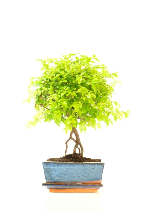 Fruiting Chinese Sweet Plum Bonsai Tree in Blue Ceramic Pot | Dwarf Sageretia theezans - Fun to Prune