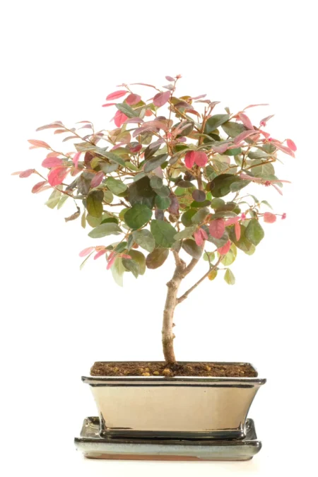 Loropetalum chinensis rubrum Bonsai – Chinese Blush Tree
