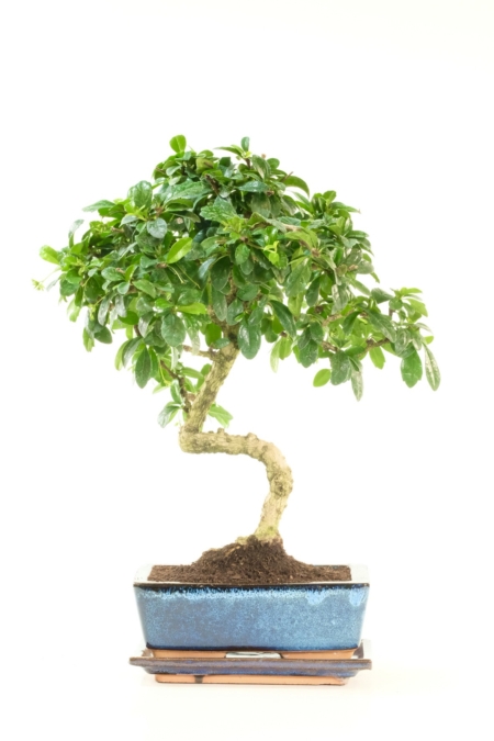 Medium Tall Carmona microphylla bonsai tree for sale