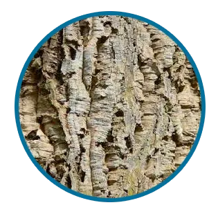 Beautifully fissured cork bark from a large cork bark oak bonsai tree (Quercus suber)