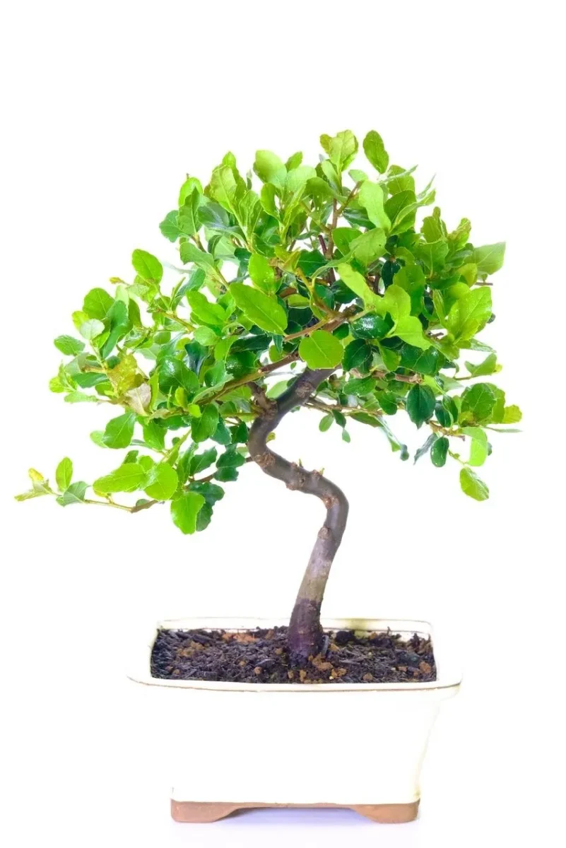 Cork Bark Elm Bonsai grown by the experts at Bonsai Direct
