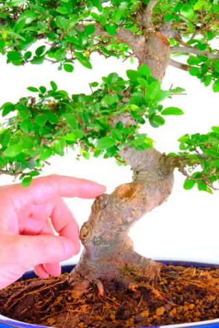 Showing the powerful trunk of a specimen indoor bonsai & feature uro