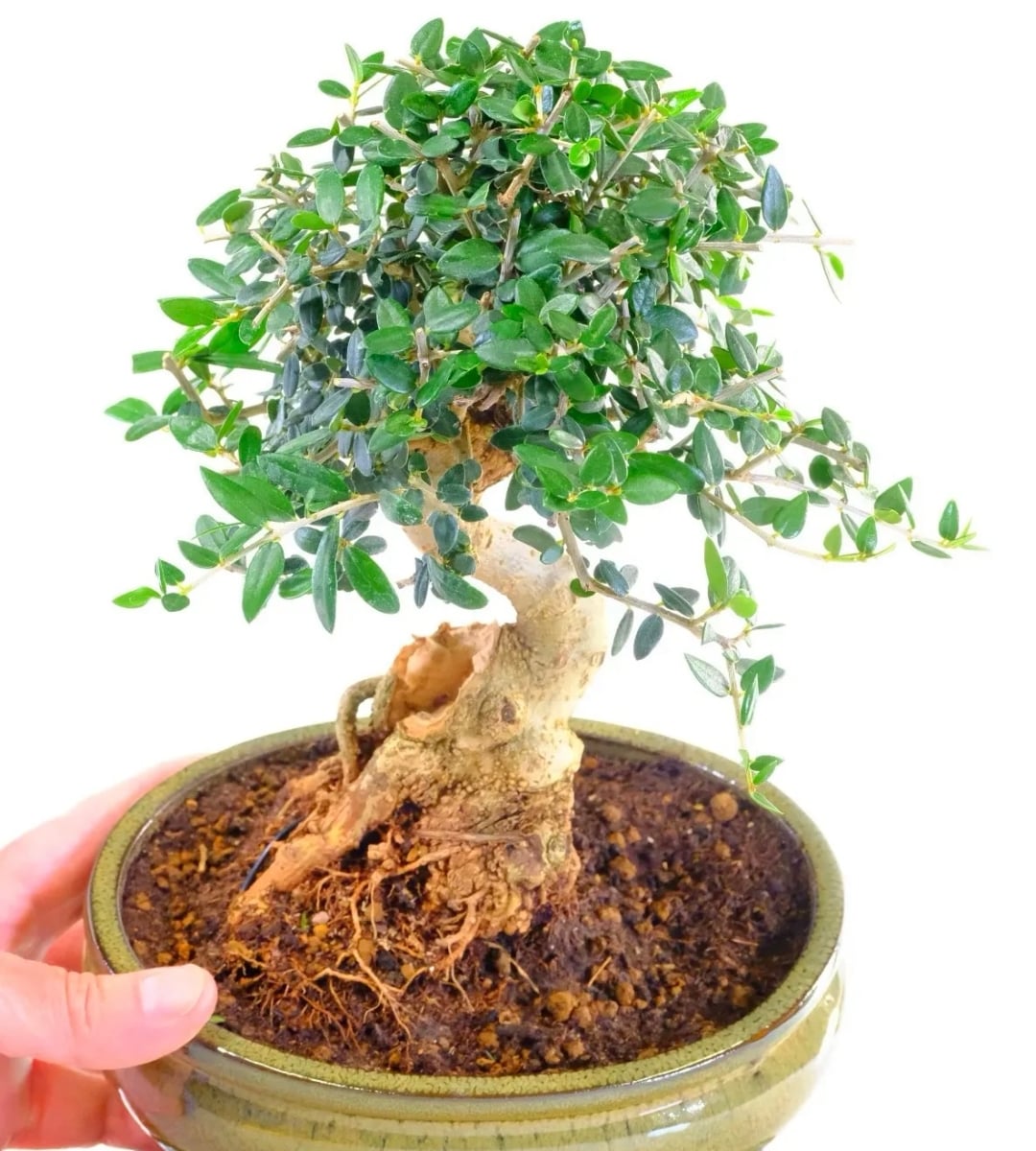 Olea europaea Olive Bonsai Tree with amazing feature nearby and excellent trunk taper