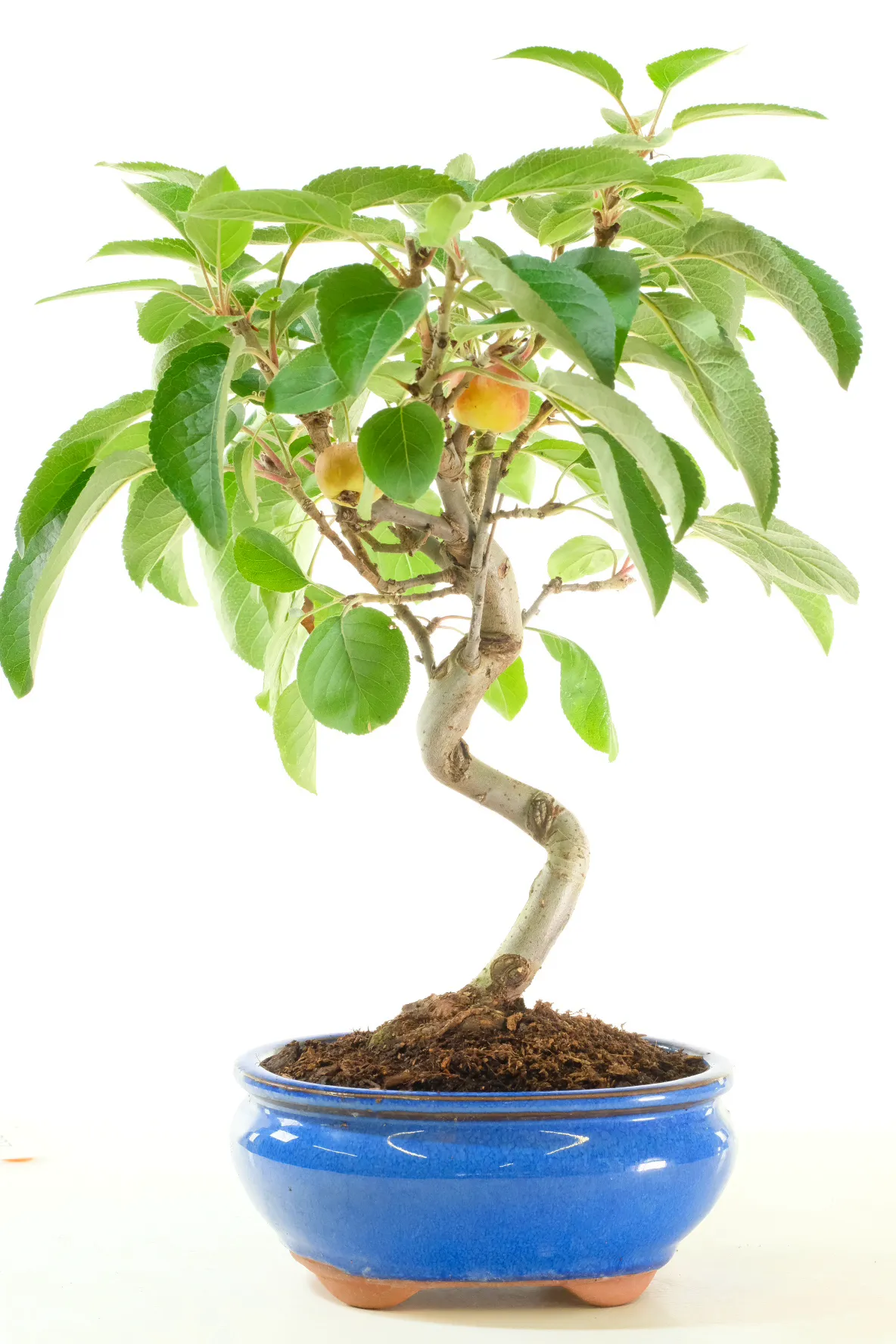Malus Bonsai – 14 Year Old Bonsai Tree