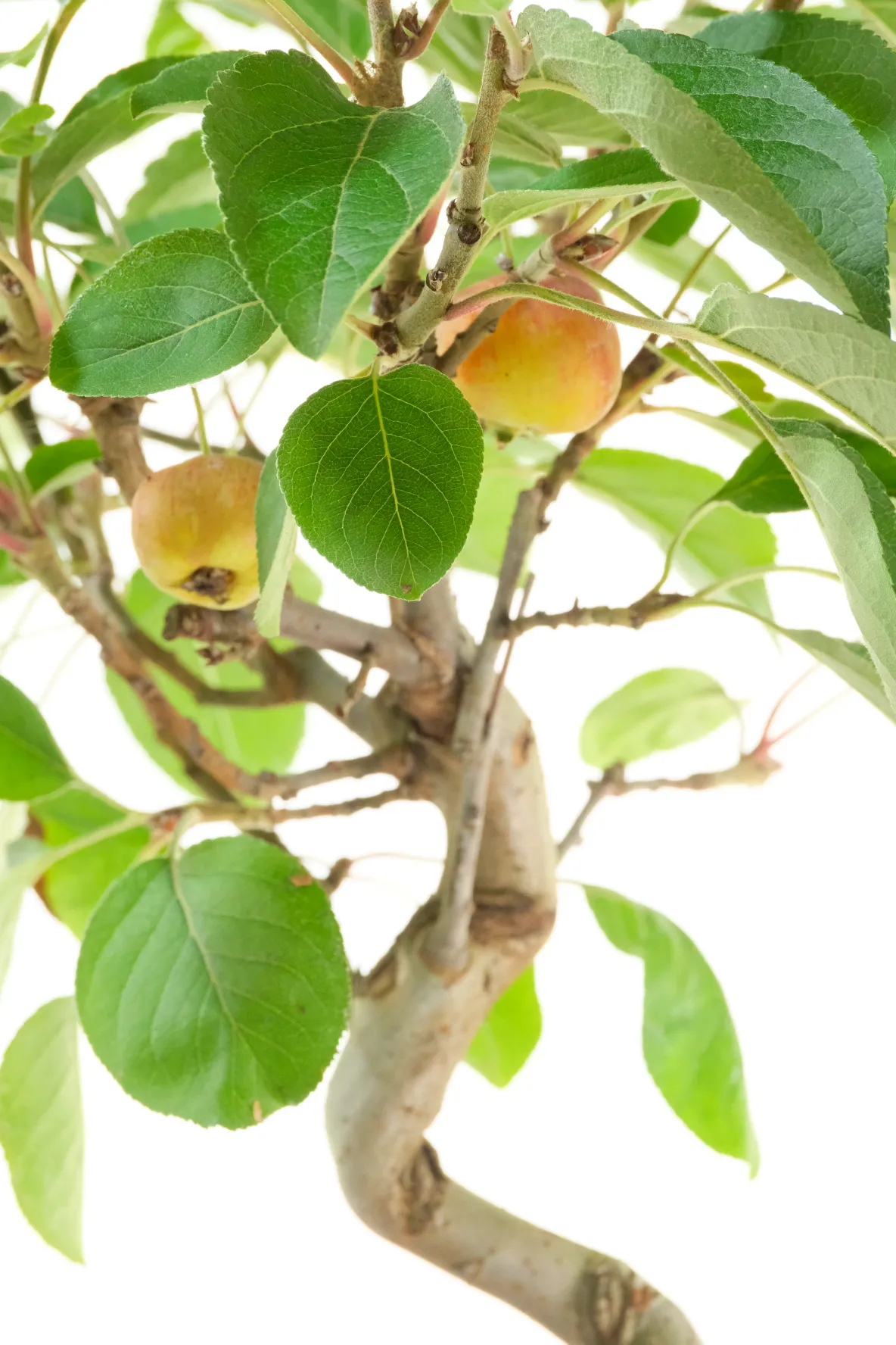 A Prolific Flowering Bonsai with autumnal apple-like fruits