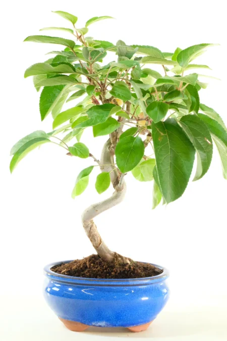Flowering Crab Apple Bonsai