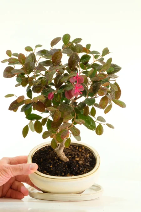 Chinese Blush Tree Bonsai with Vibrant Pink Fringe Flowers