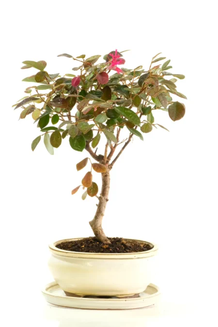 Stunning Loropetalum / Chinese Blush Tree bonsai