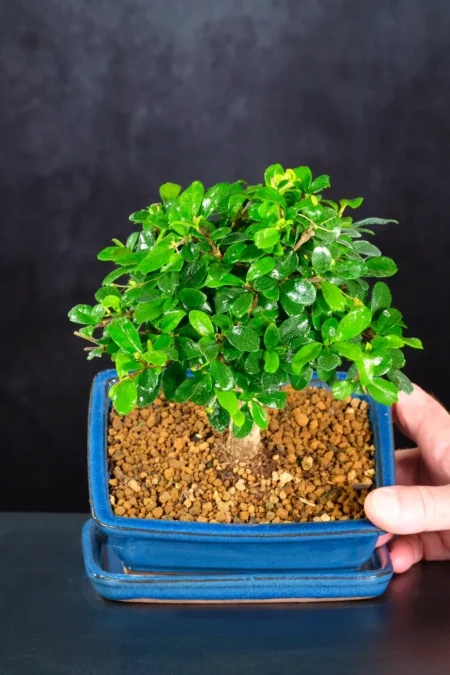 A Beautiful Flowering Fukien Tea Tree Bonsai for Indoors with Dainty White Flowers