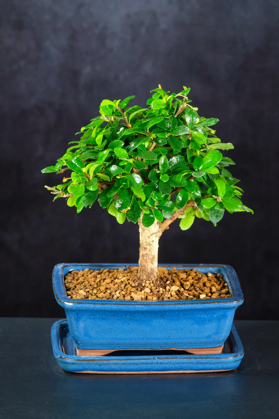 Flowering Fukien Tea Tree Bonsai
