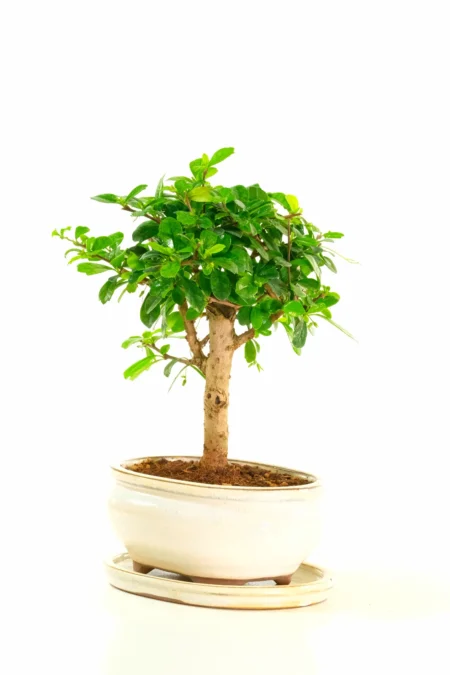 Dwarf Carmona flowering indoor bonsai with white flowers