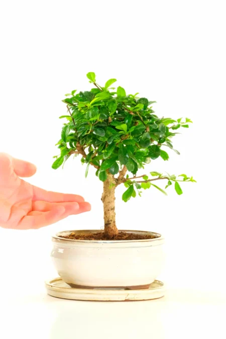Fabulous Carmona Microphylla Tree – 9 Year Old Character Bonsai