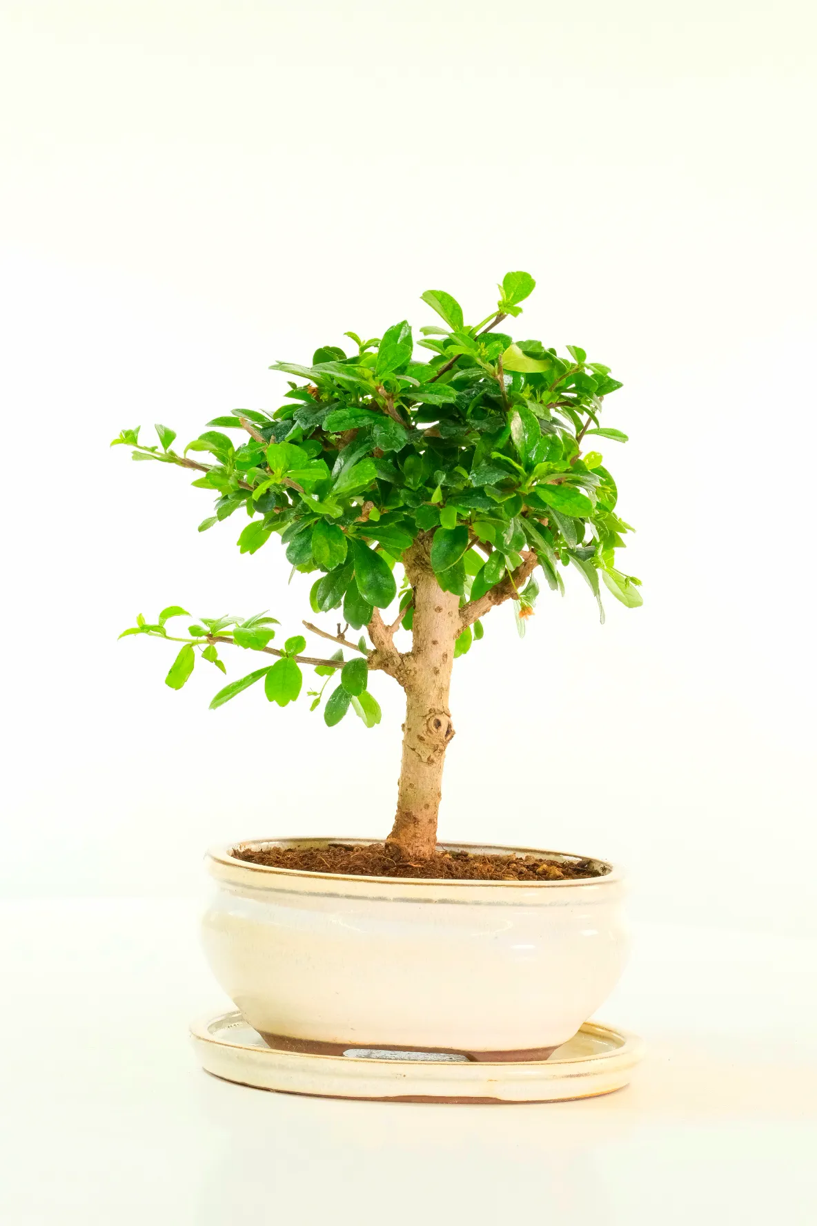 Fabulous Carmona Microphylla Tree – 9 Year Old Character Bonsai