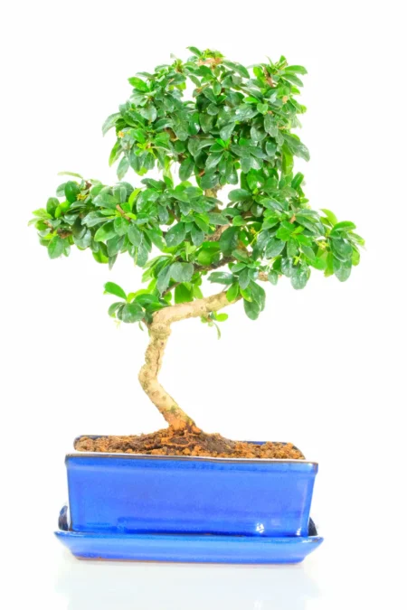 Twisty Fukien Tea Tree Bonsai – A Characterful Miniature Tree for Your Home