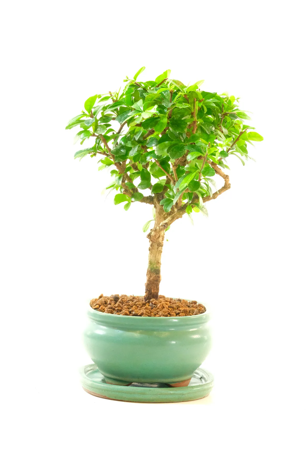 This charming little Carmona microphylla comes from our Premium Indoor Collection