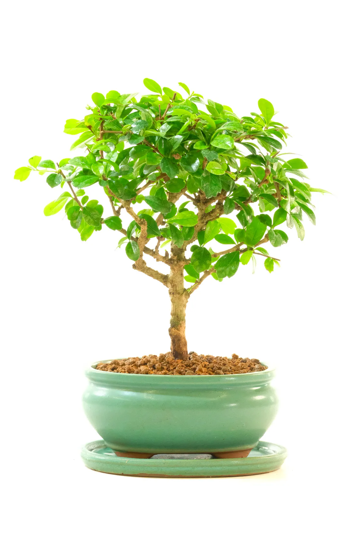 Premium Flowering Fukien Tea Indoor Bonsai – Contemporary Bonsai Tree