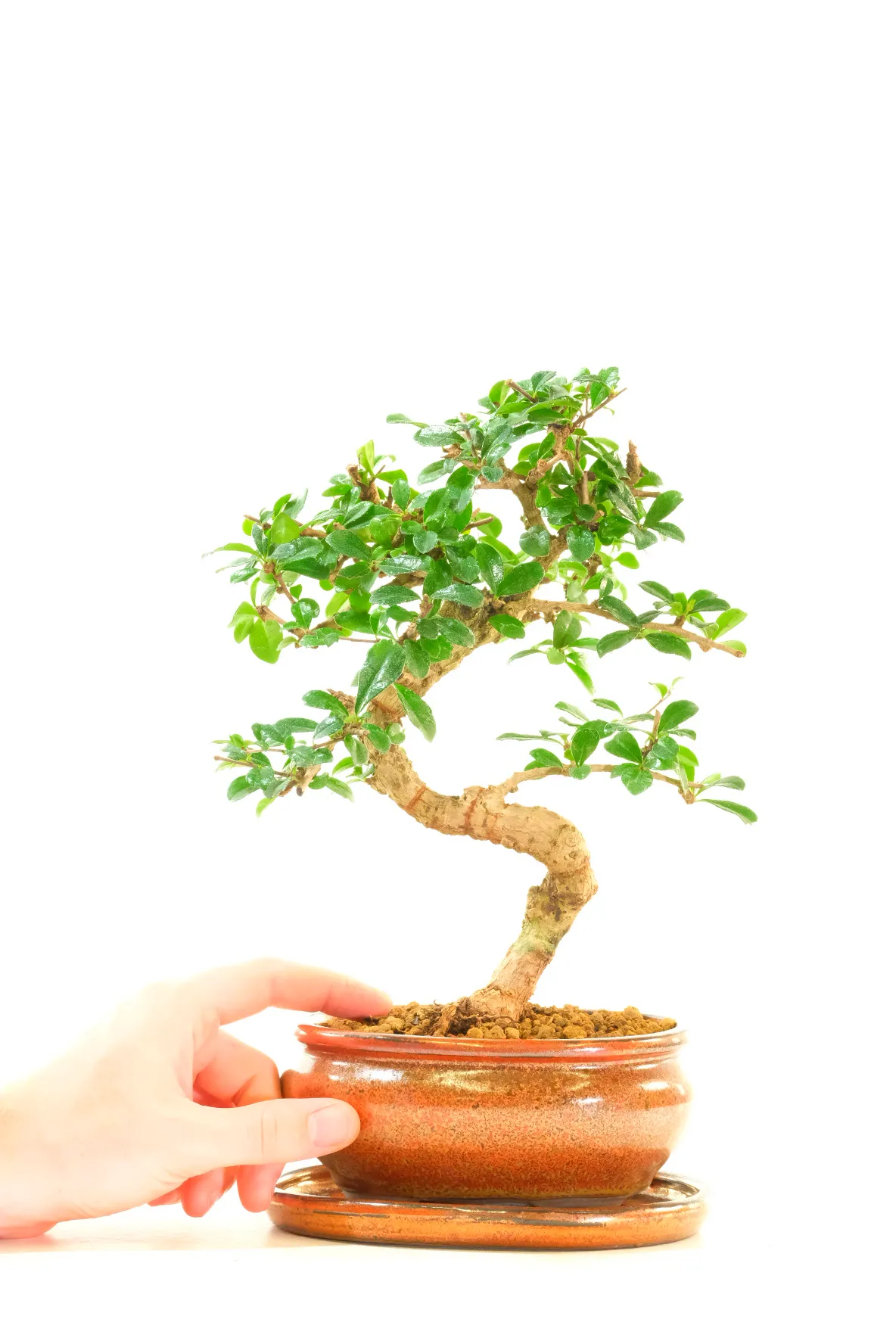 Magnificent Flowering Indoor Bonsai with Superb S-shaped Trunk