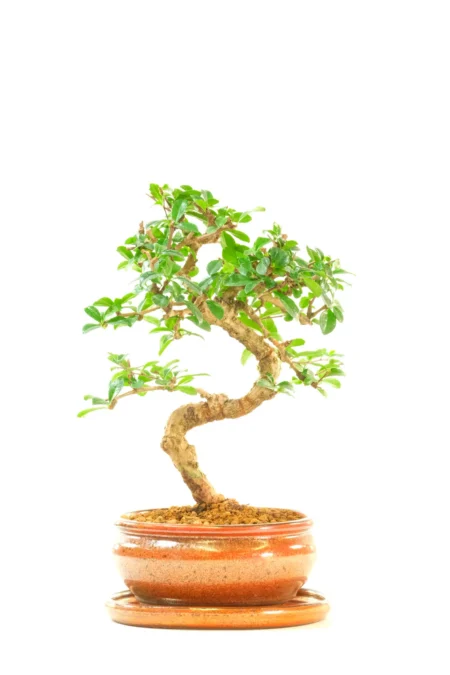 Spectacular Twisty Fukien Tea Tree – A Real Bonsai Tree with Presence