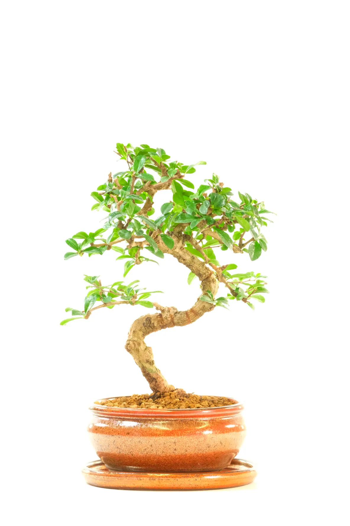 Spectacular Twisty Fukien Tea Tree – A Real Bonsai Tree with Presence