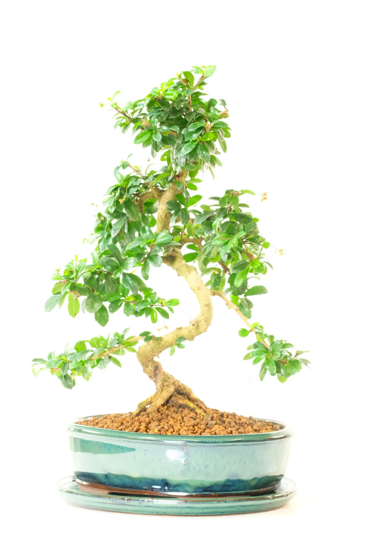 Wonderful trunk shaping with exceptional root design